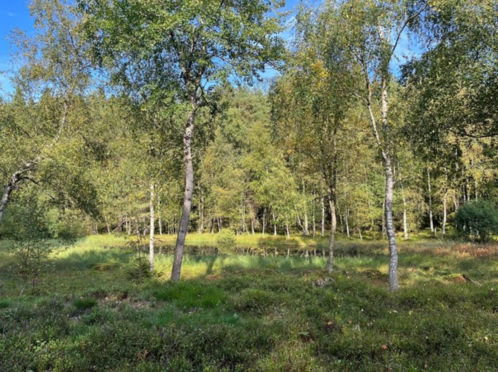 Udsigt til skovsø