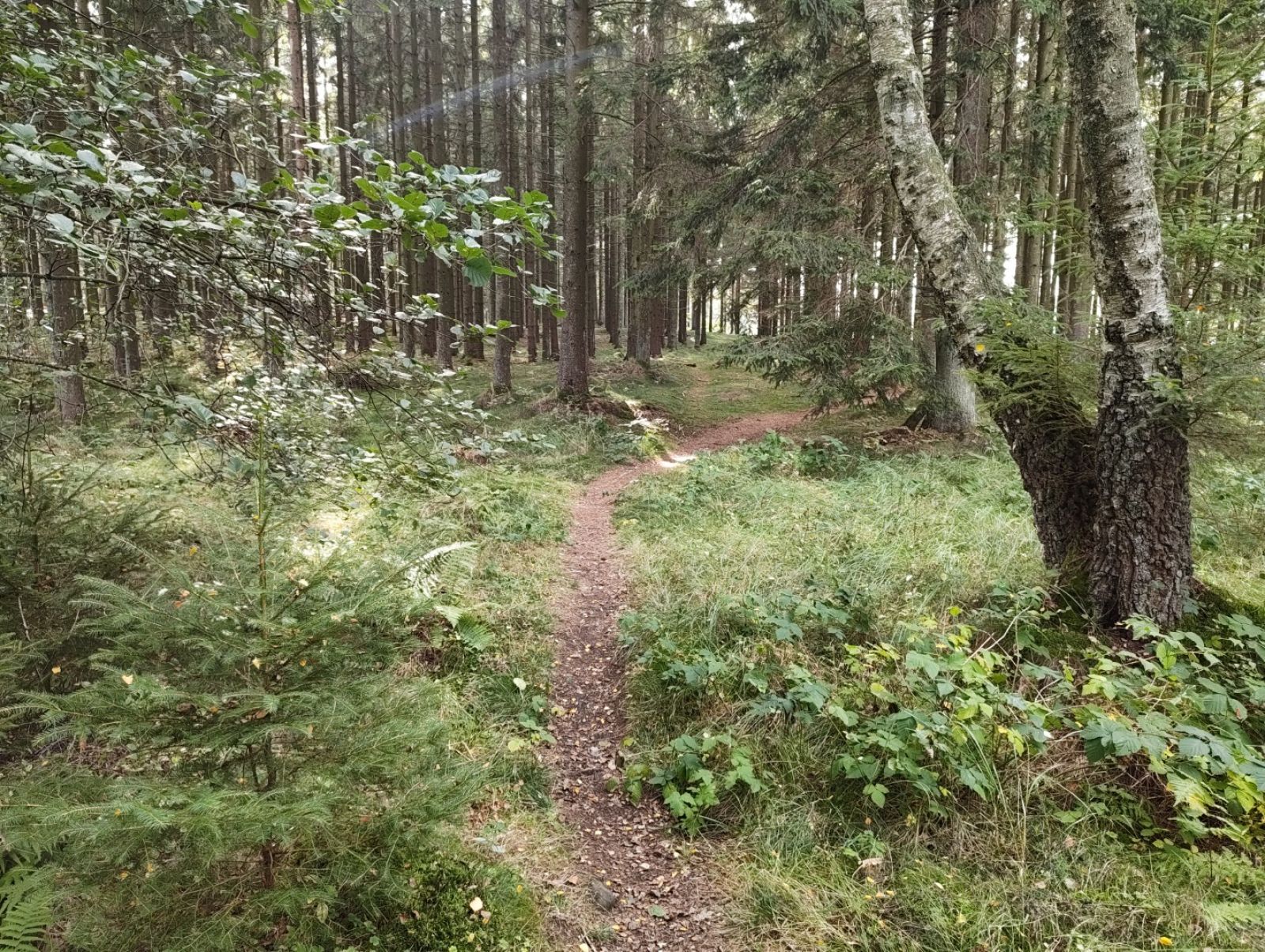 Trampesti i skovbund.