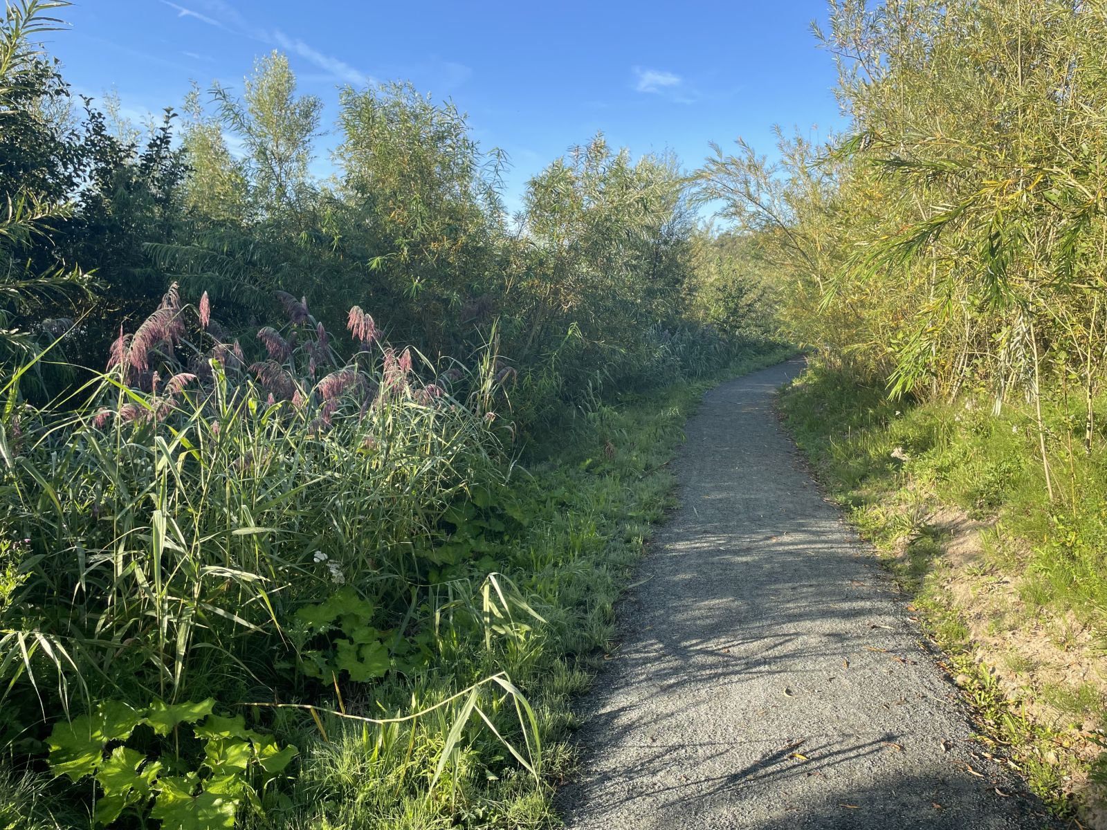Den handicapvenligsti rundt og Lille Ibjerg Sø. 