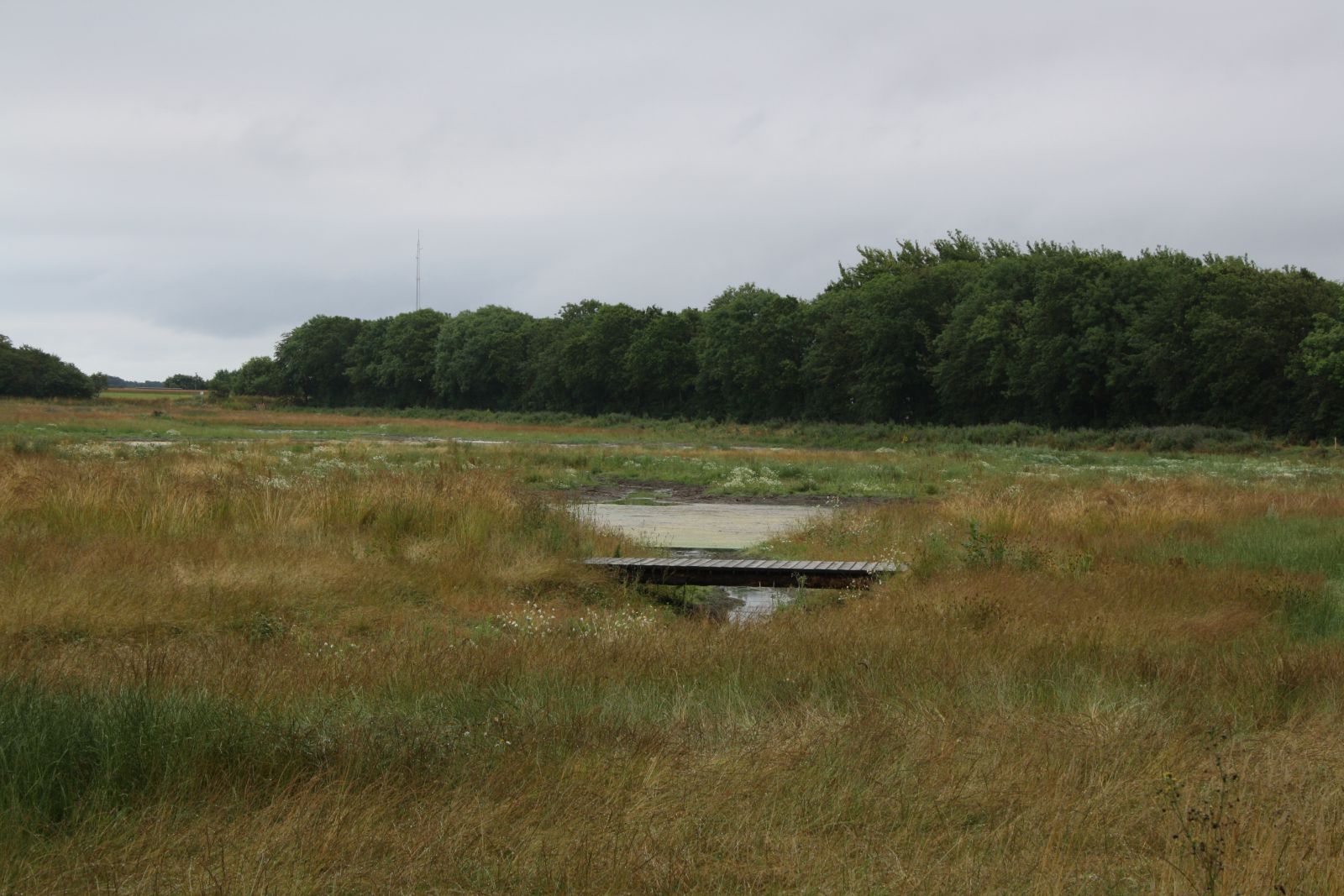 Vådområde som Thyholm Forskønnelse har købt 2025