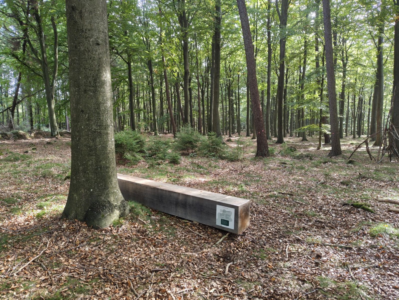 Bænk i skov.