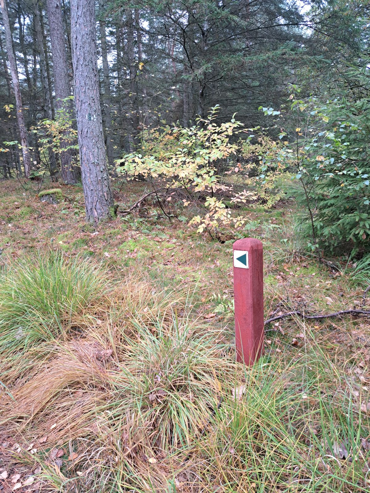 Vandreruten er markeret med grønne piktogrampile på hvid baggrund