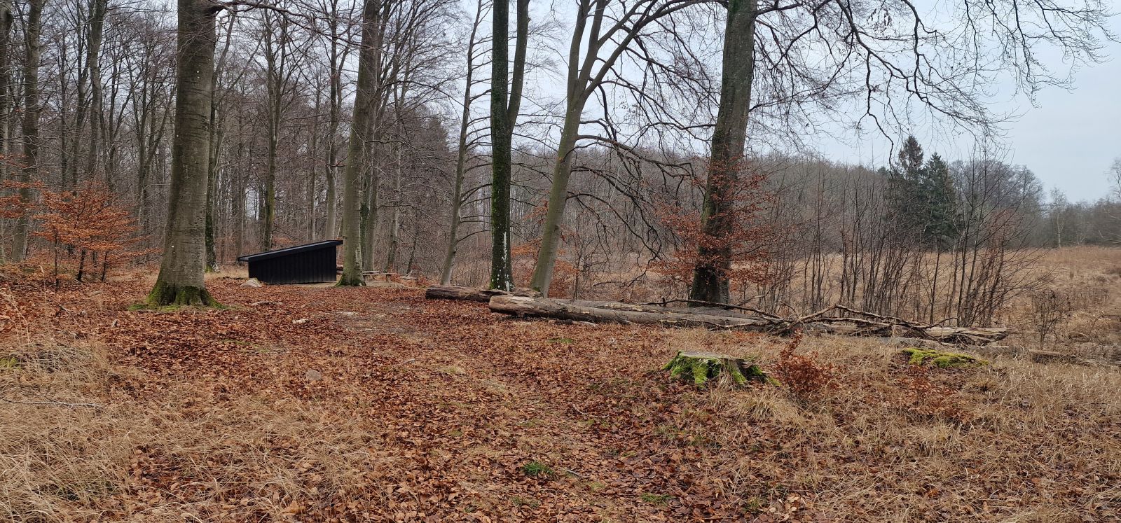Billedet viser et shelter fra siden og på afstand. Omkring shelteret står høje bøgetræer og foran shelteret ses et stort lysåbent område med knæhøj vegetation, primært græs. Der ligger et par væltede stammer et lille stykke fra shelteret.