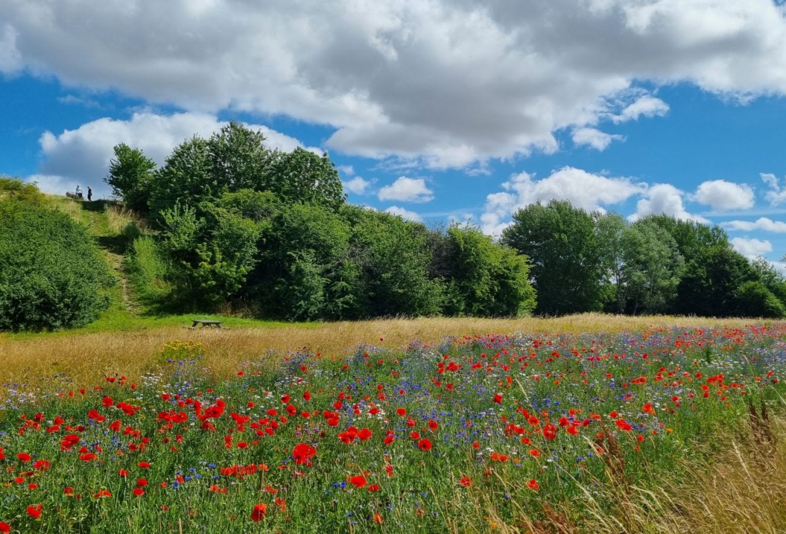 Mennesker på toppen af bjerget, der kigger ud over sommerblomster 