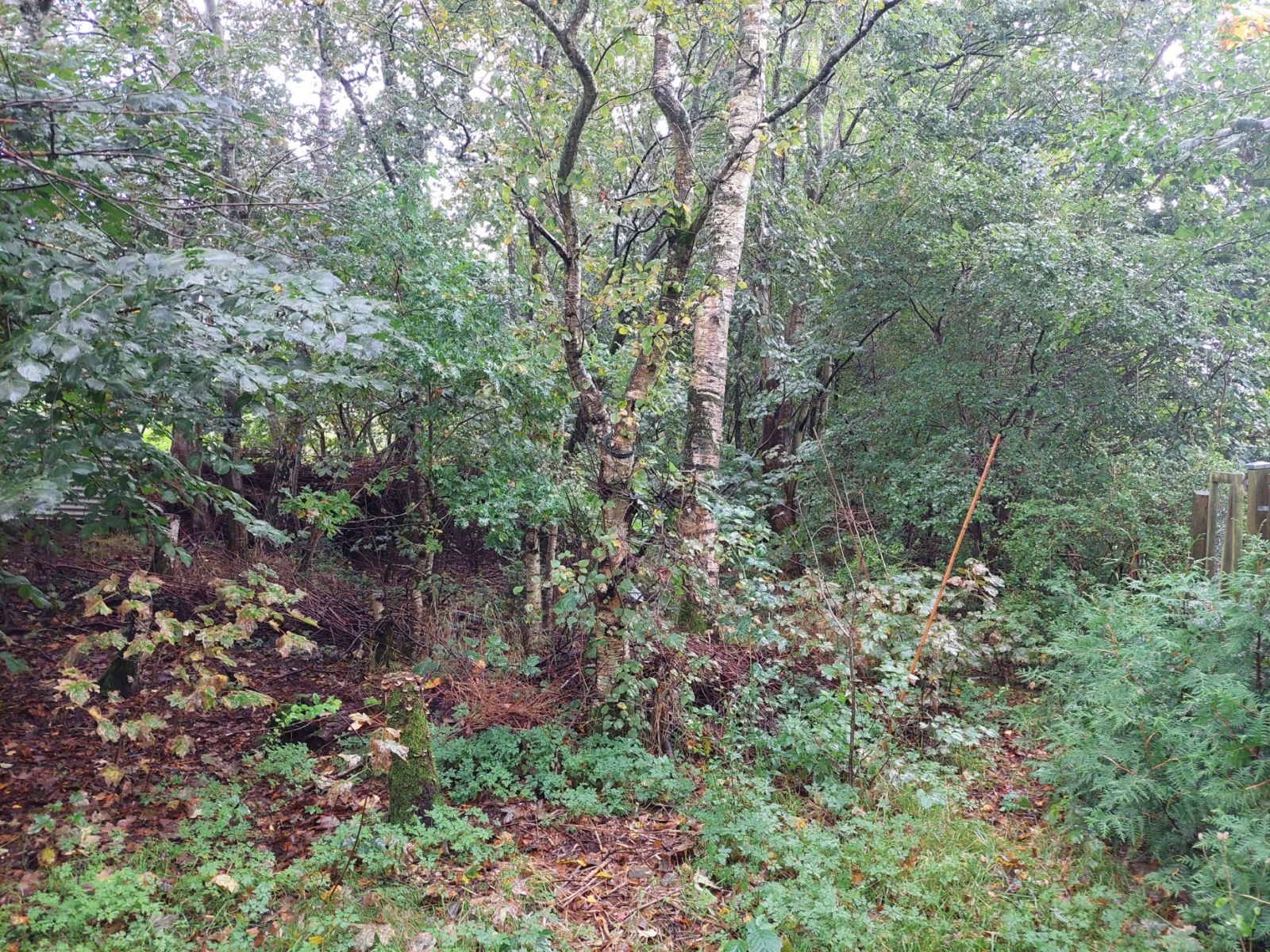 Hankelbjergs shelter og bålhytte – miniature 10