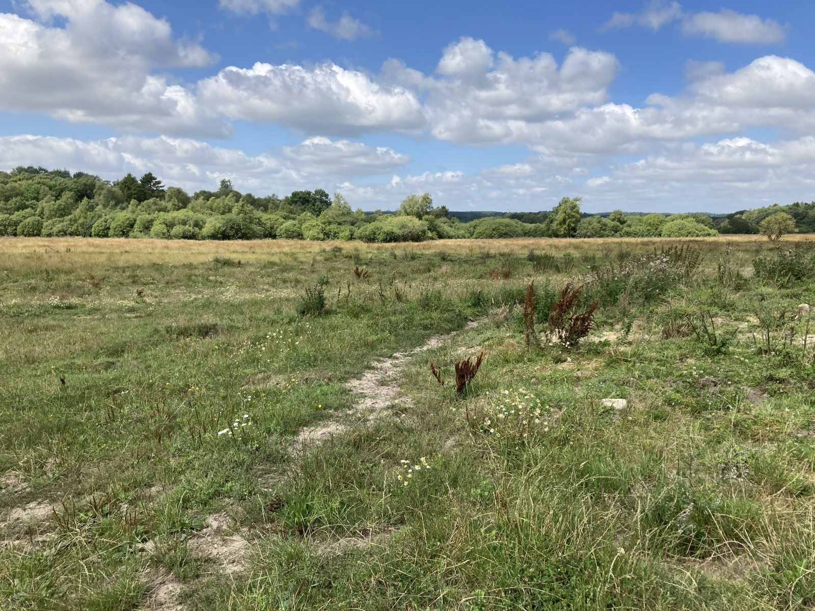 Udsigtsbillede over grøn eng, med skov i baggrunden. Blå himmel og vat-skyer