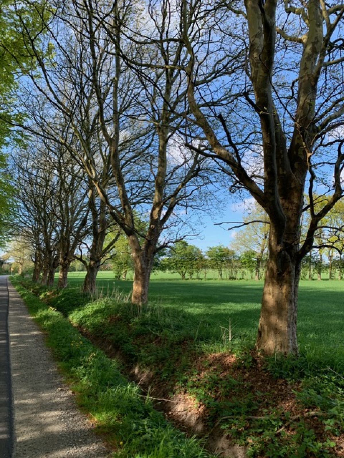 Et kig ud over grønne marker ved Glibstrupvej. En række platantræer står langs vejen.