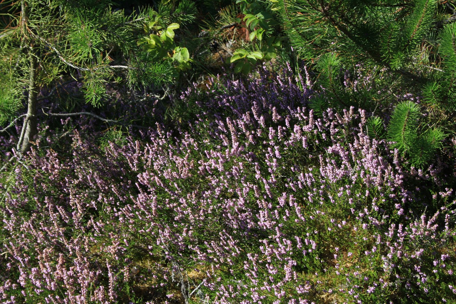 Natursti Oddesund Nord