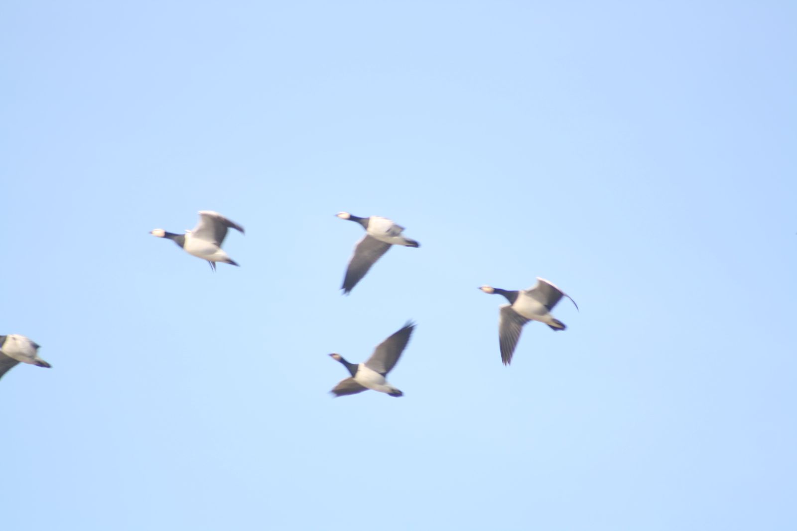  Naturstien Oddesund Nord