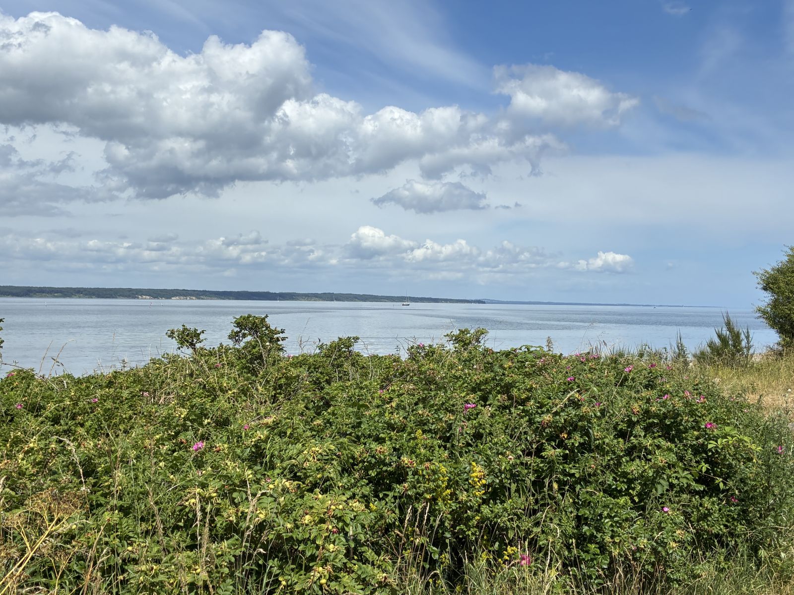 Udsigt over havet med rosenbuske i forgrunden