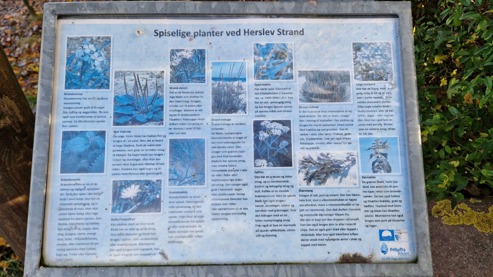 Infotavle om spiselige planter, der kan sankes i området