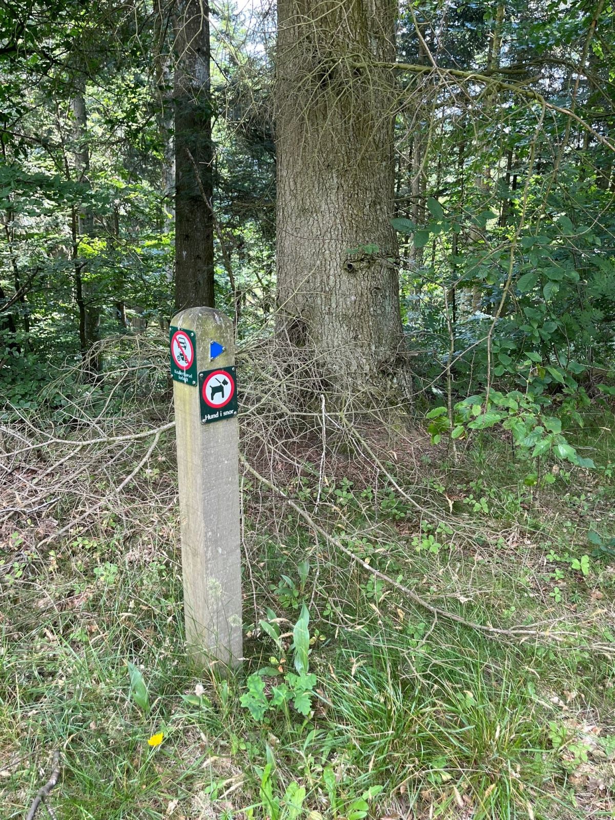 Skiltning. Hunde skal være i snor. Blå pil man følger. Tæt på parkeringsplads, Tislum Bakker. 