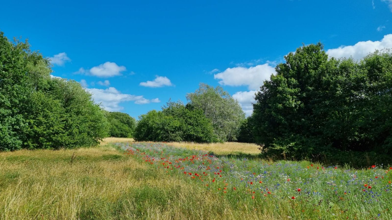 Ekstensivt græs med Valmuer og kornblomster