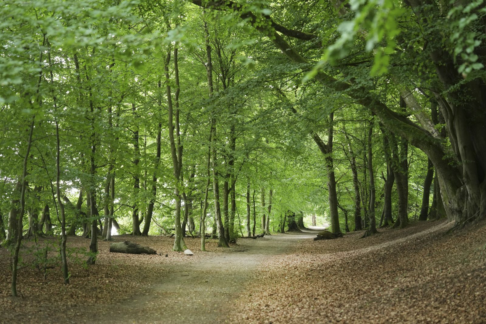 Skovsti om foråret