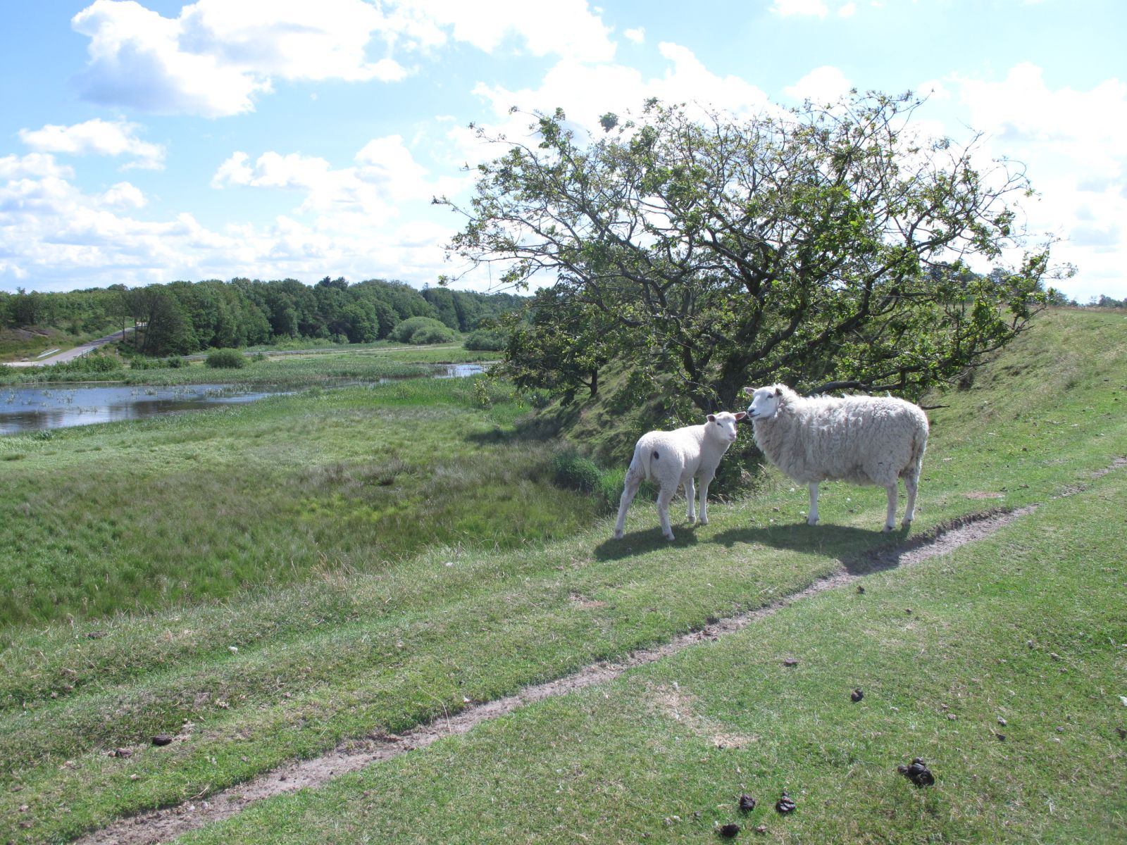 Vandkraftsøen øst for Holstebero