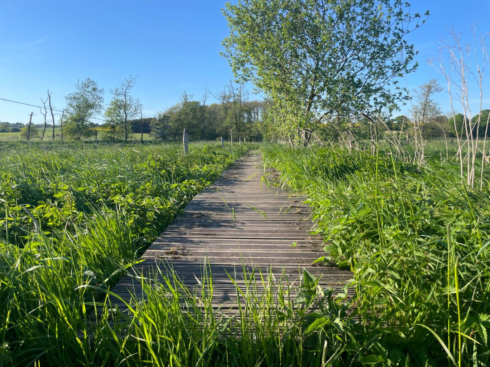 Gangbro i Lyngbygård ådal