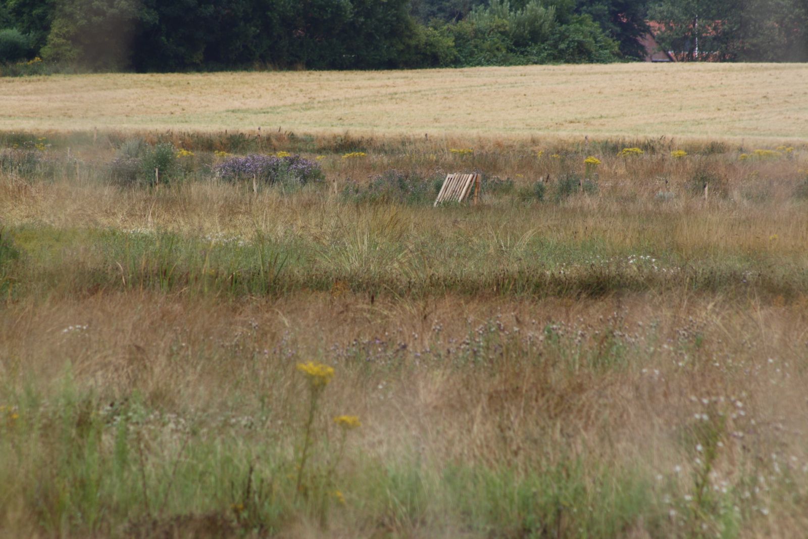 Vådområde som Thyholm Forskønnelse har købt i 2025