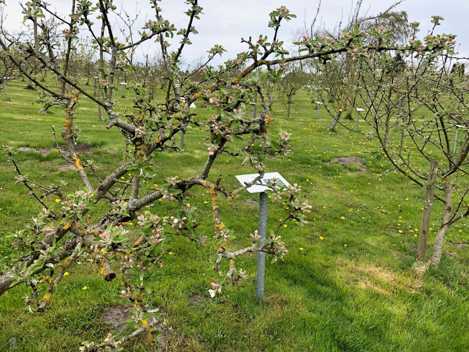 Om foråret står æbletræerne smukt med mange blomster.