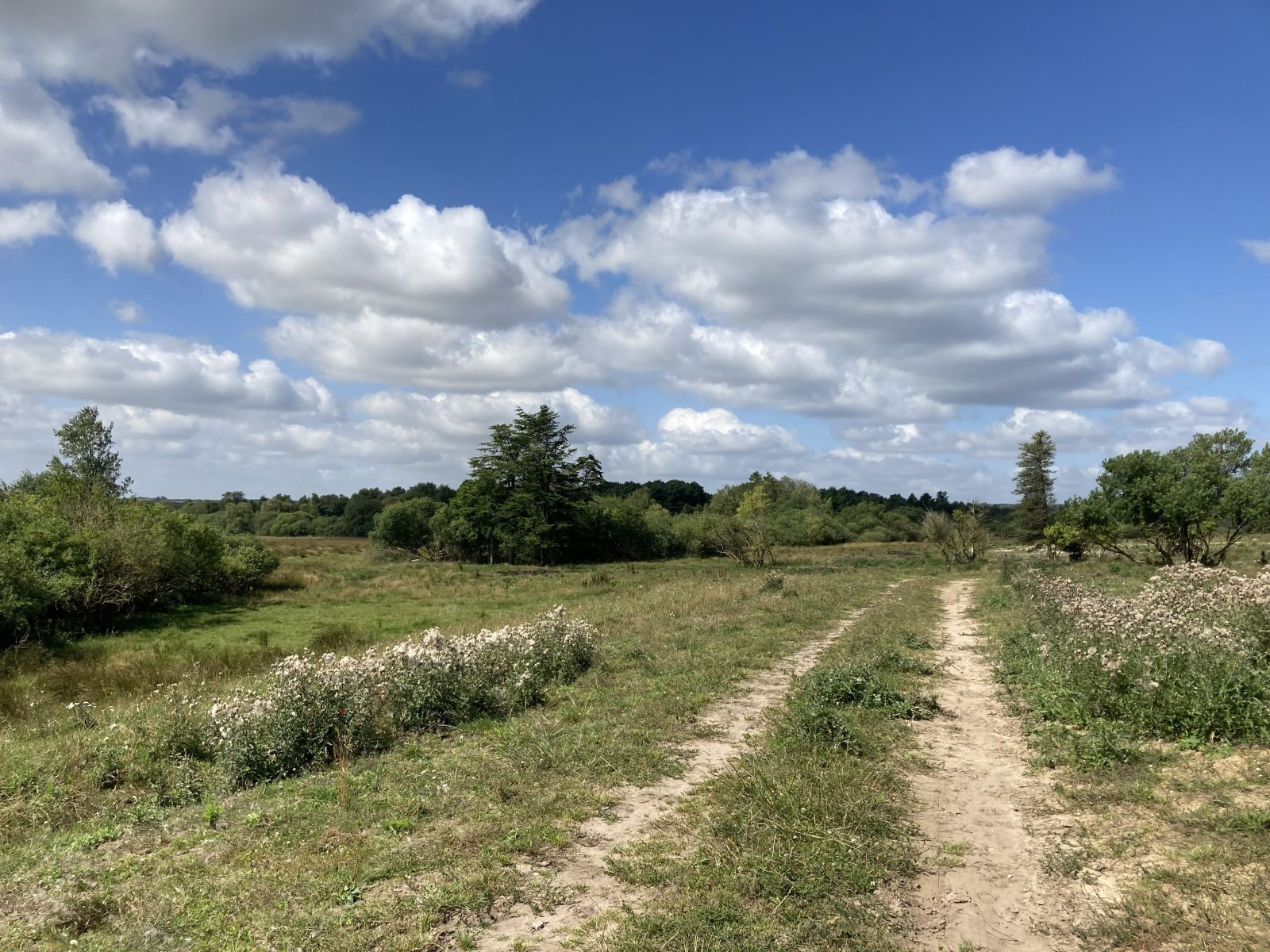 Hjulspor på sandet jord, med vegetation i midtersporet. Blå himmel med skyer. Udsigt over eng og skov.