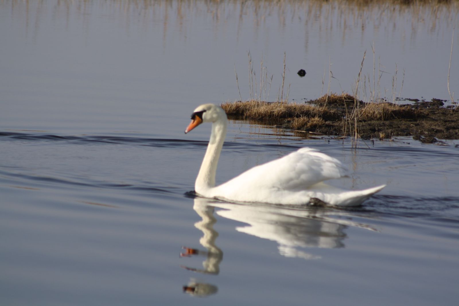 Natursti Oddesund Nord