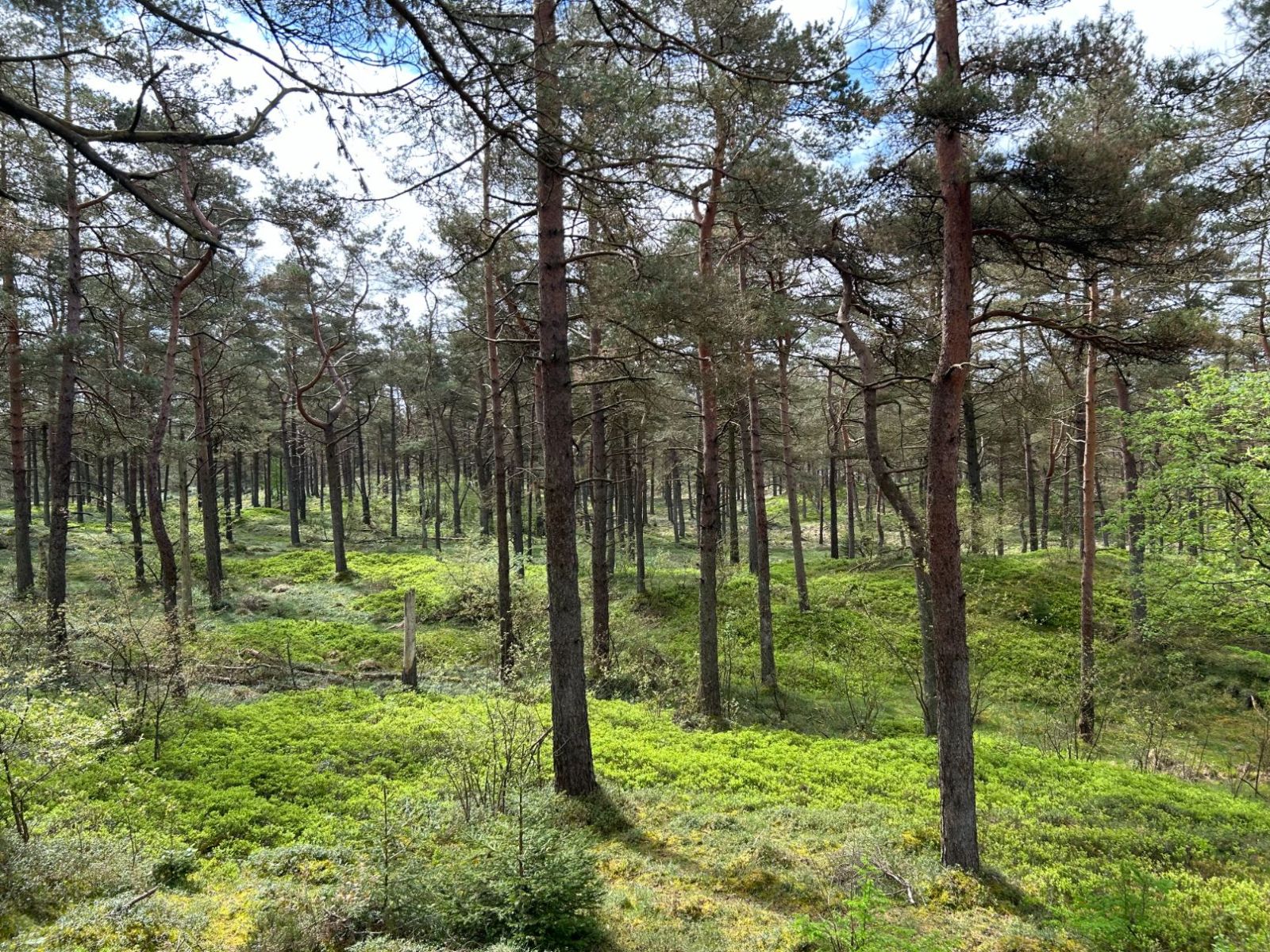 Gludsted Plantage, Den Skæve Bane - shelter 1 – miniature 4