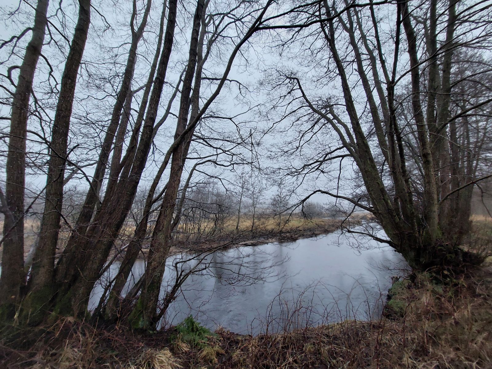 Vejle Å og elletræer