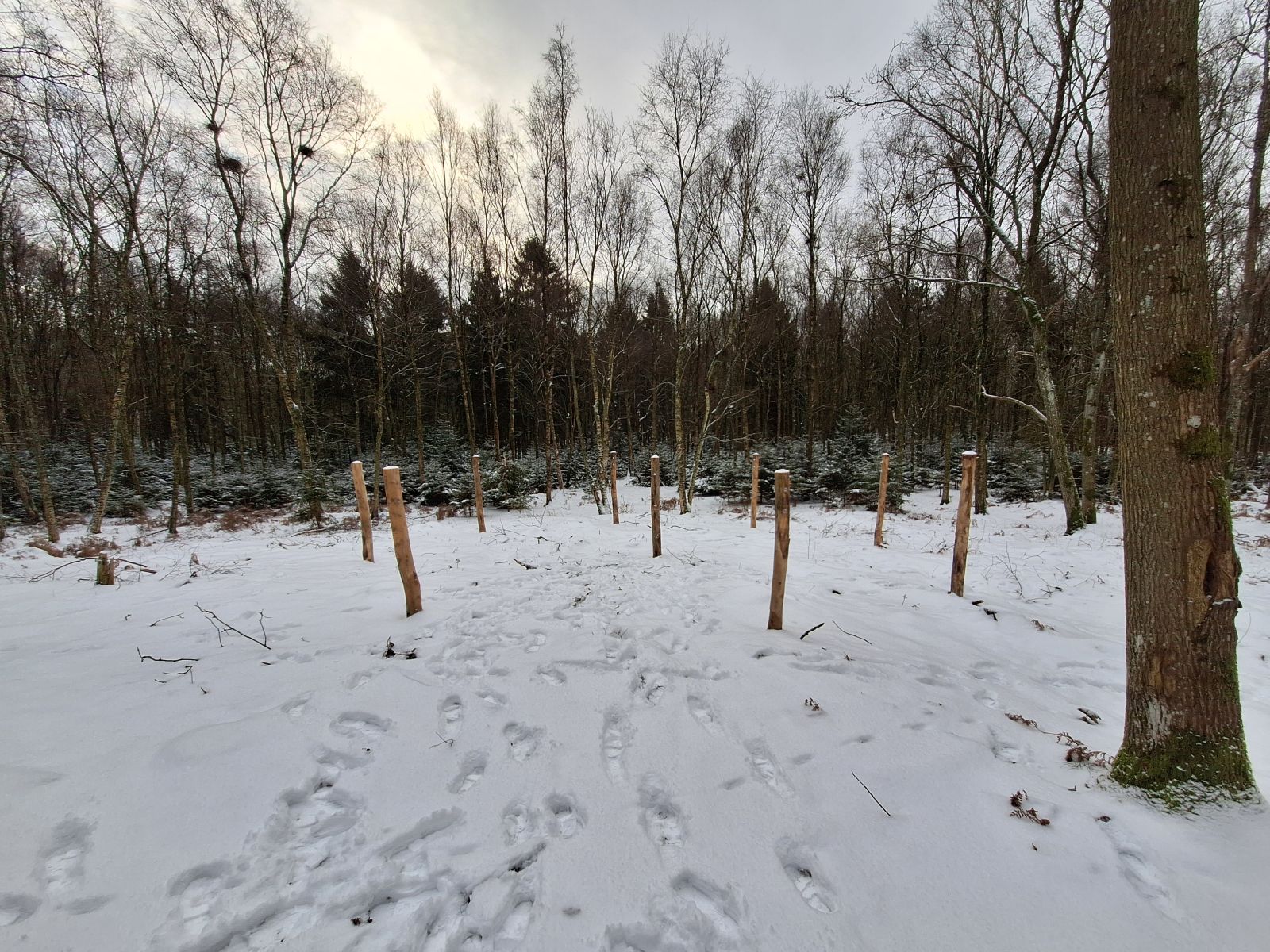 Billedet viser otte pæle á to meters højde sat op i en cirkel med en diameter på ti meter. I midten af cirklen står også en pæl. Rund om pælene ses egetræer og grantræer, men selve pladsen er lysåben.