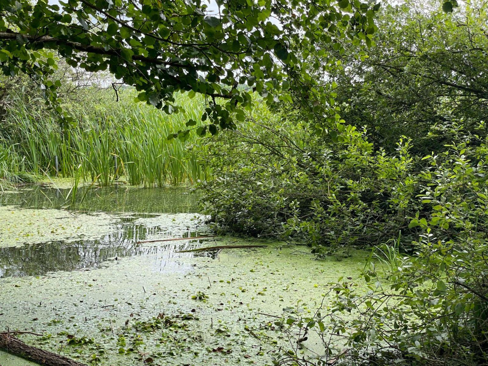 Dakbjerg