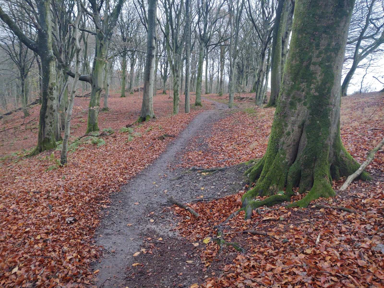 Natursti mellem store bare træer. Efterårsbladene ligger i skovbunden.