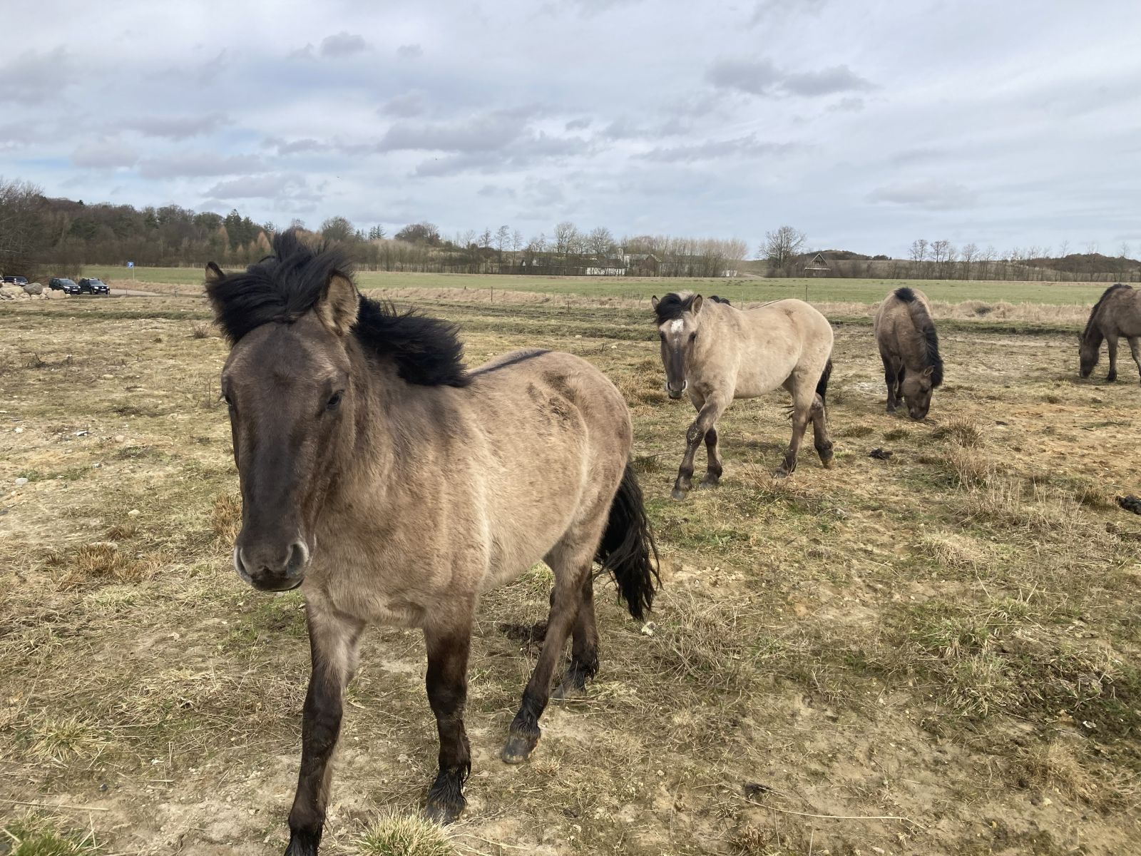 Fire heste med lys pels og mørke aftegninger står på sandet eng. I øverste venstre hjørne anes en p-plads i det fjerne.