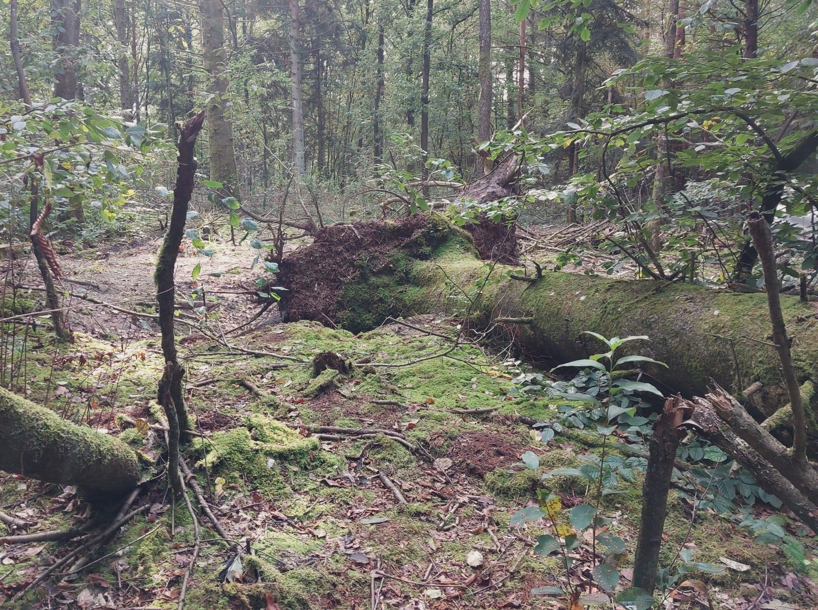 Pladsen langt ude i skoven