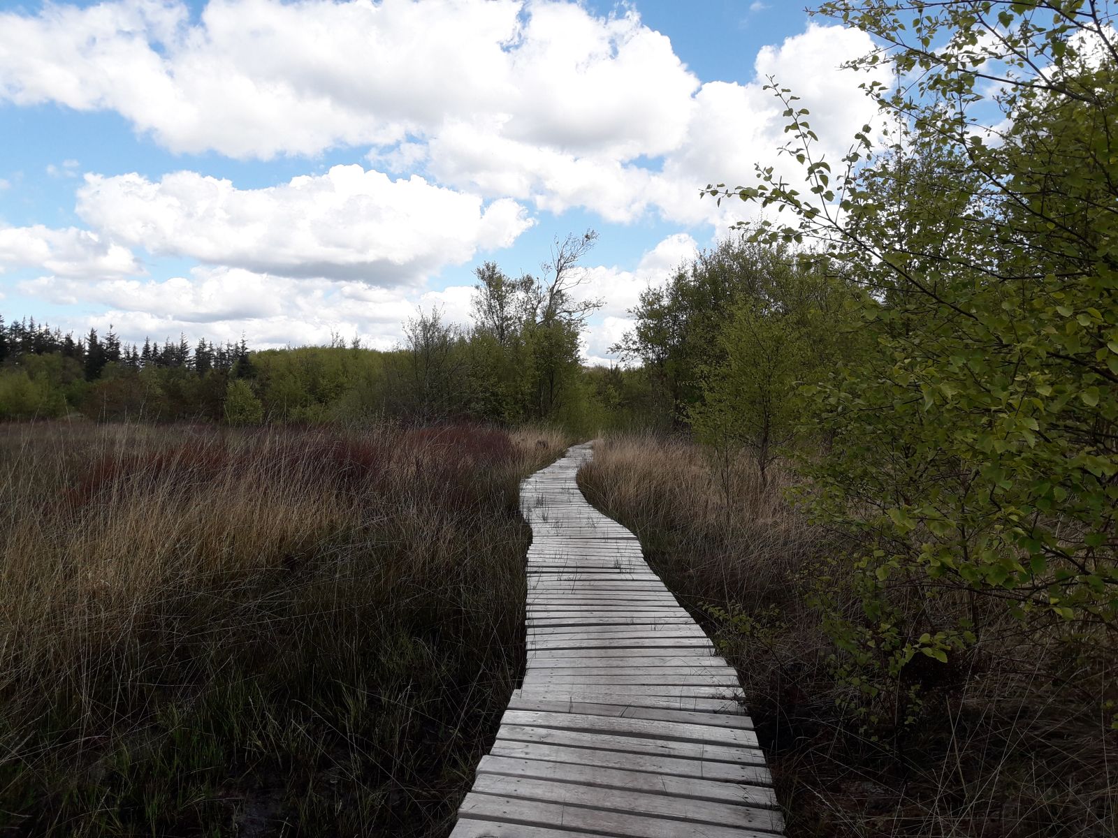 Boardwalk