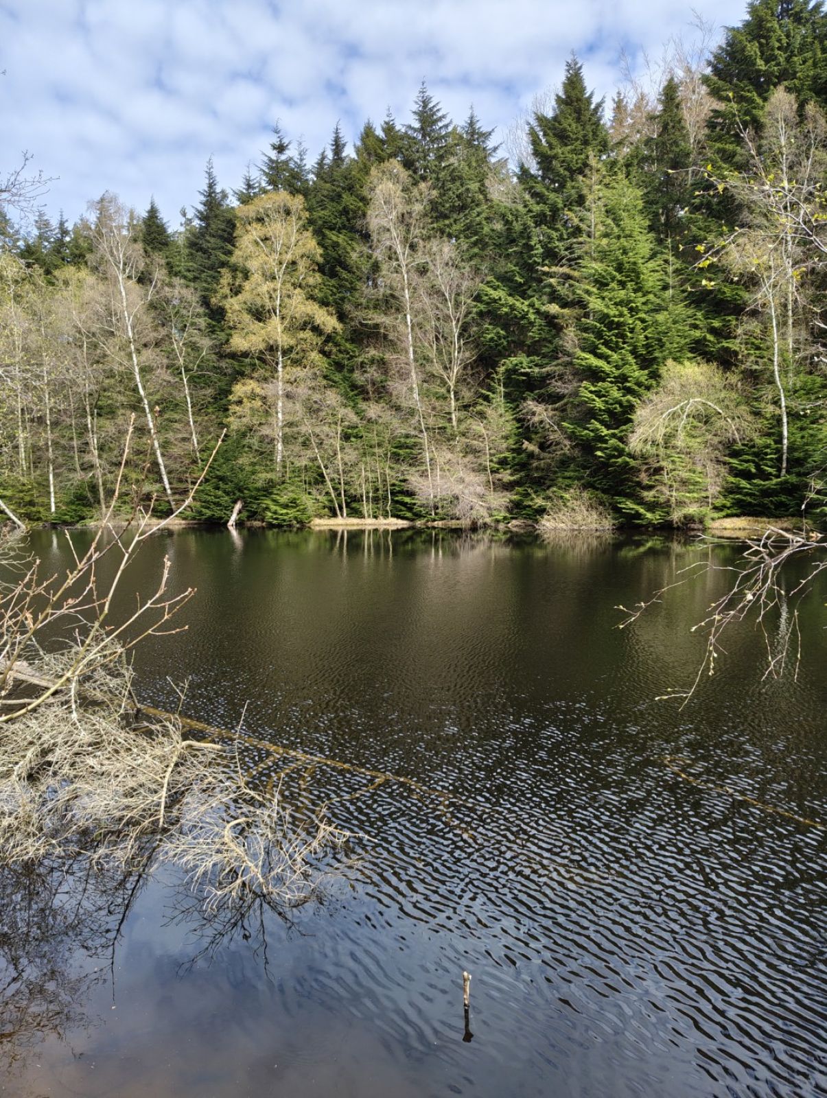 Skovsø.
