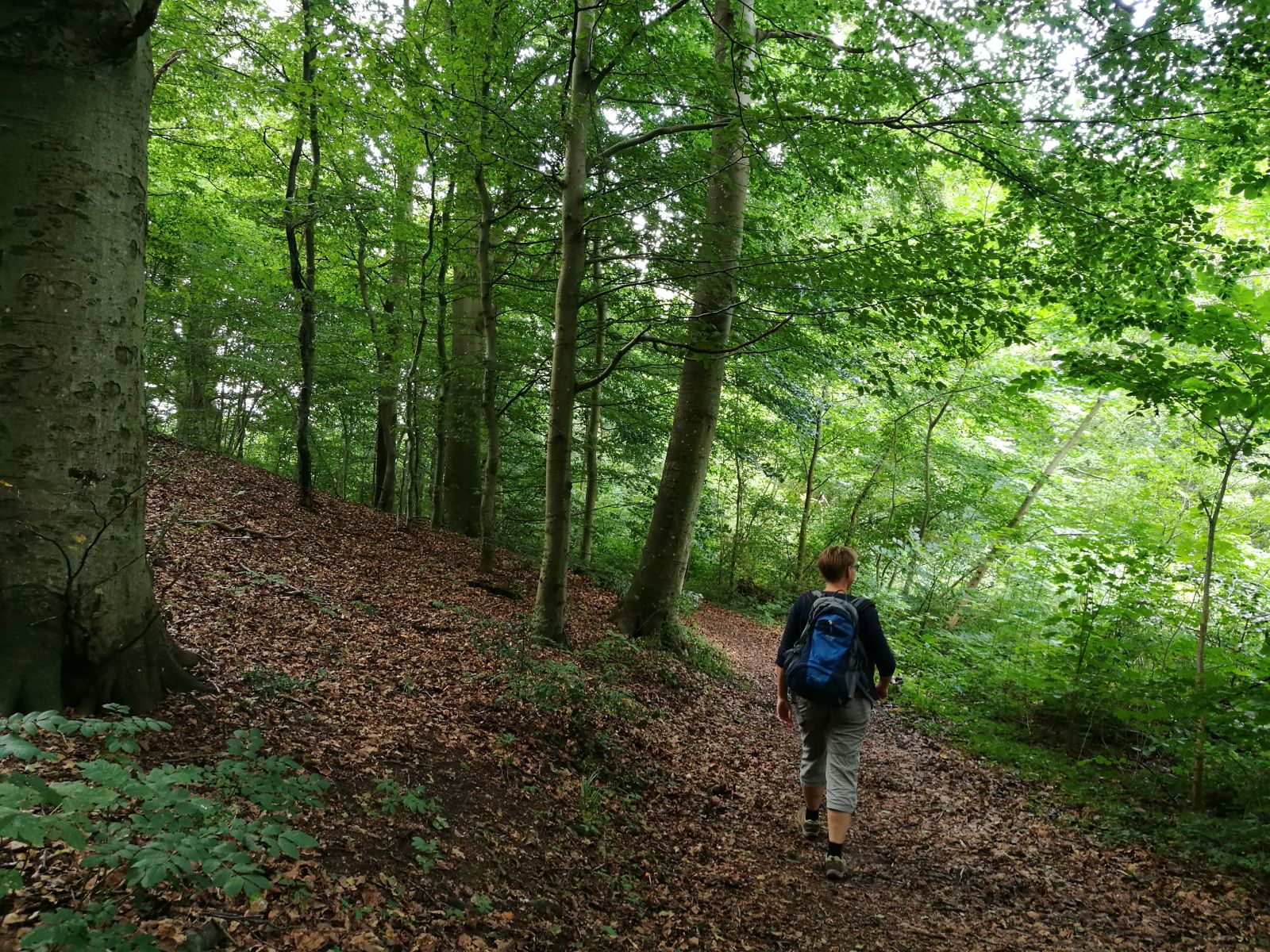 Skovsti