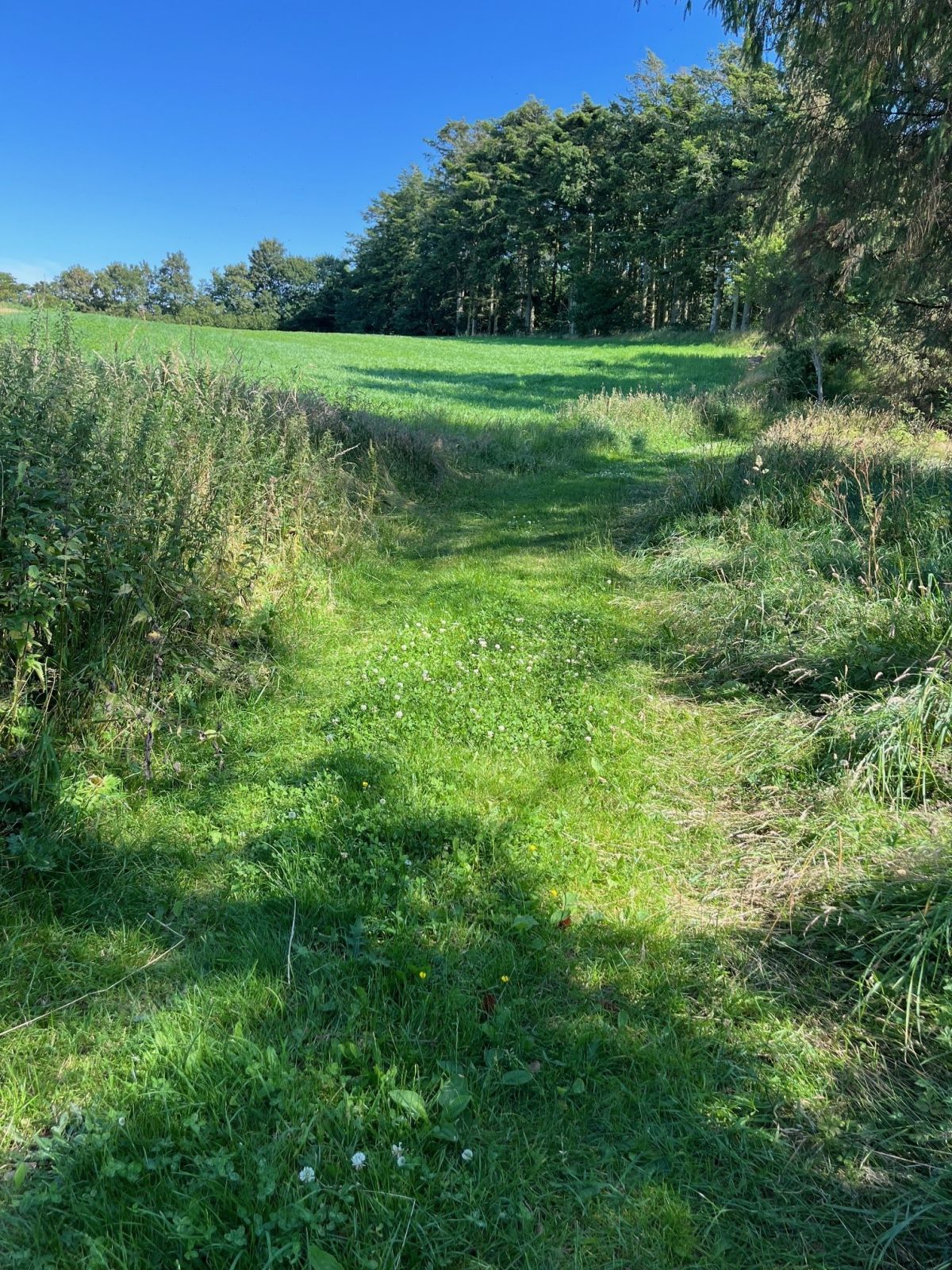 Udsigt til mark i udkanten af et lille skovområde. 