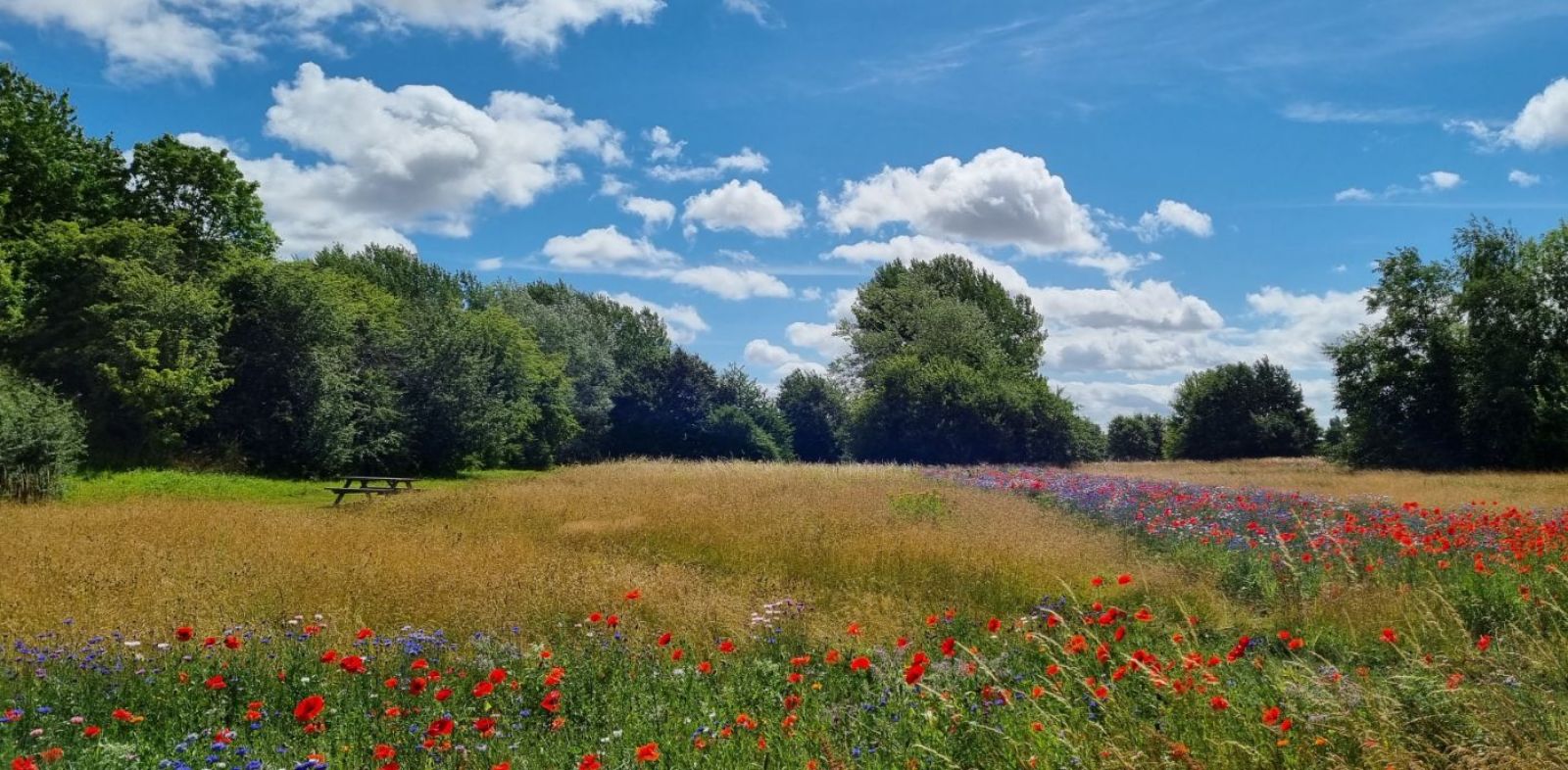 Bord-bænke på græsareal  omgivet af kornblomster og valmuer