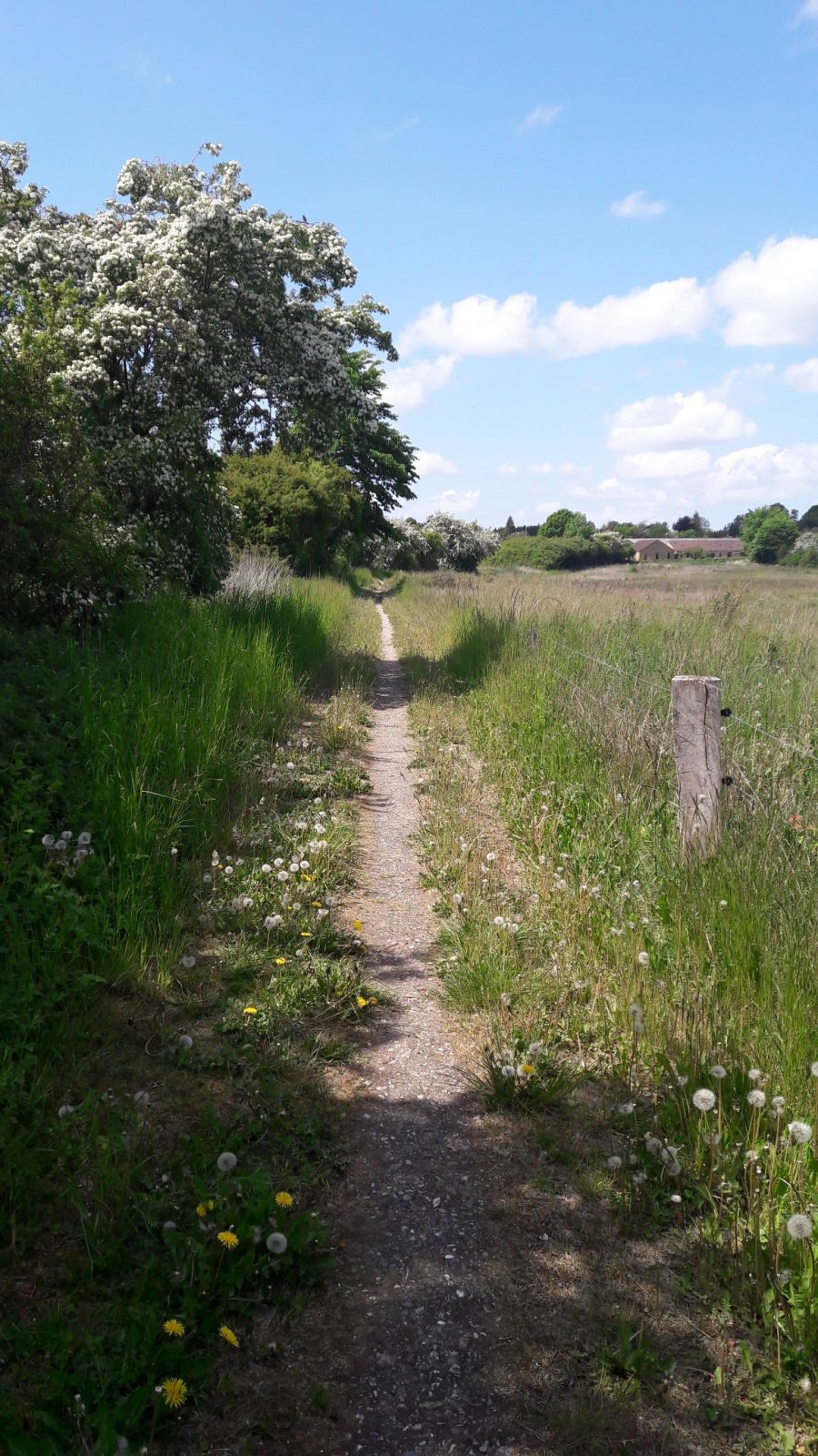 Trampesti i klippet græs langs indhegnet areal ved Hovby Eng