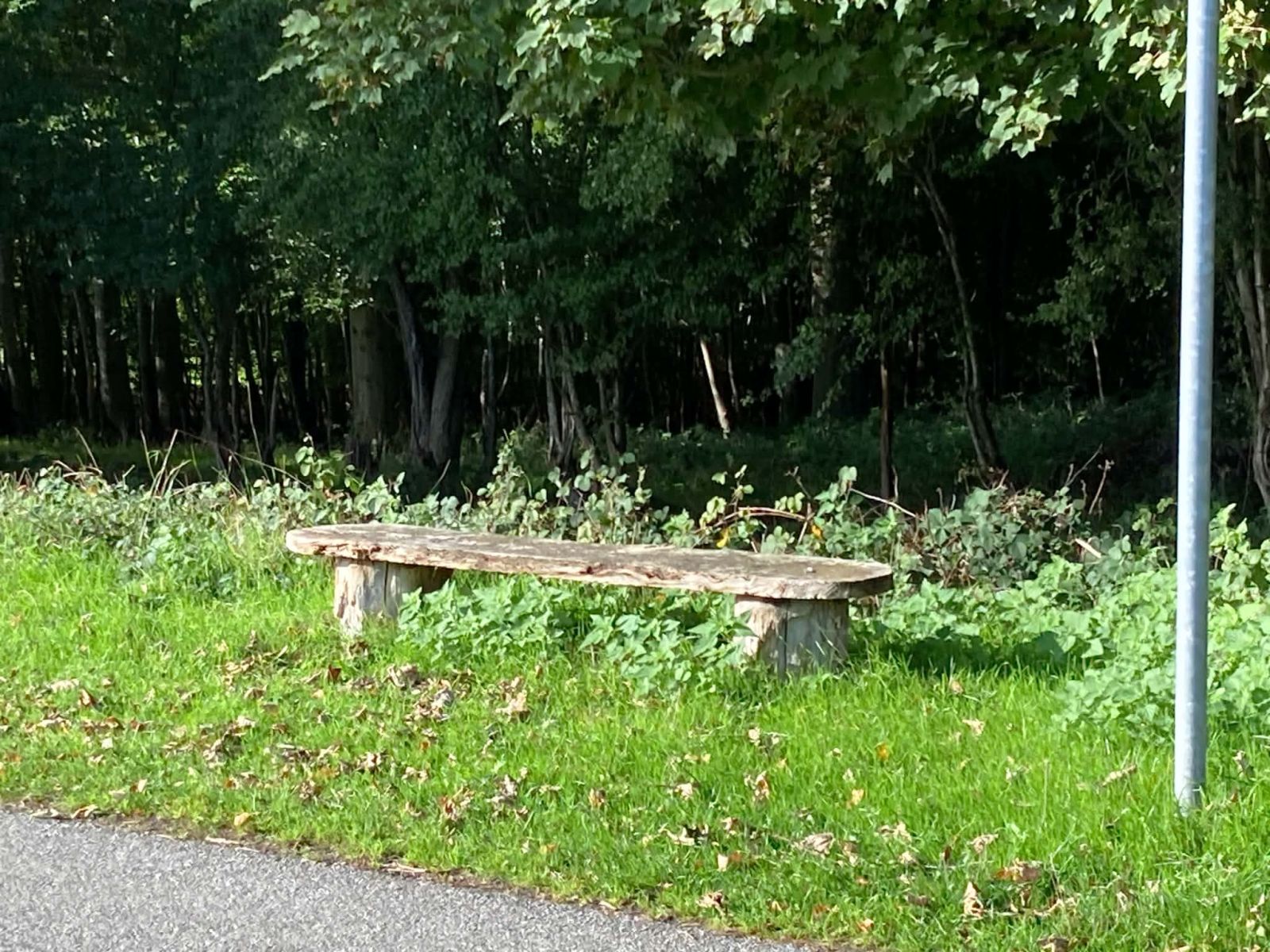 Træbænk i skovbryn
