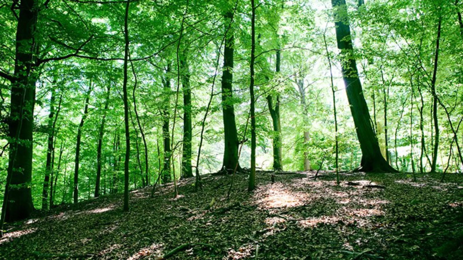 Maglebjerg