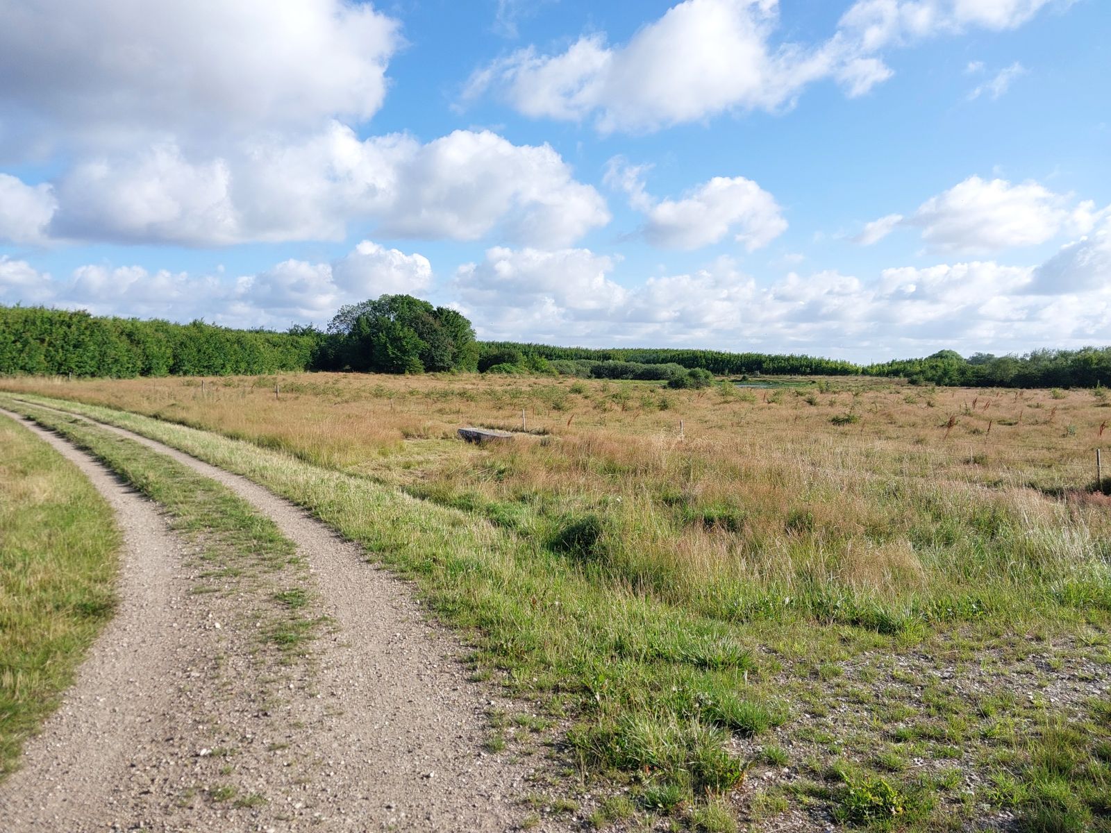 Åbent areal med højt græs og sti