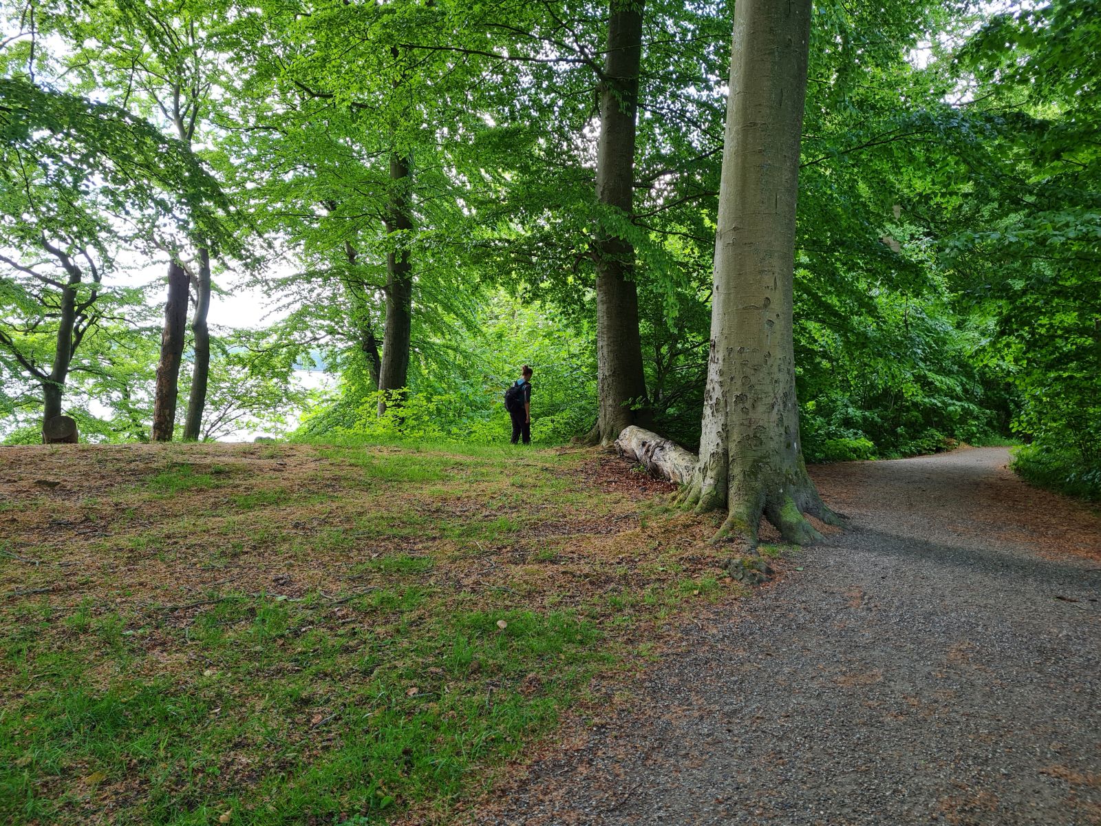 skovsti i forårsskov