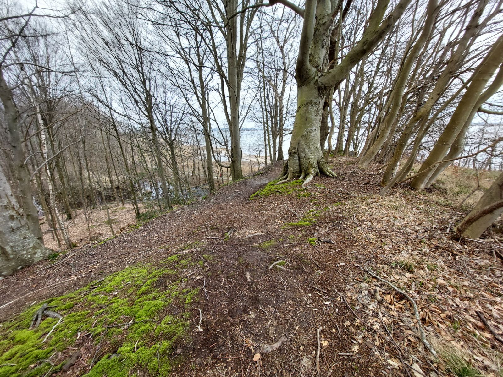 skovsti med ujævnt terræn