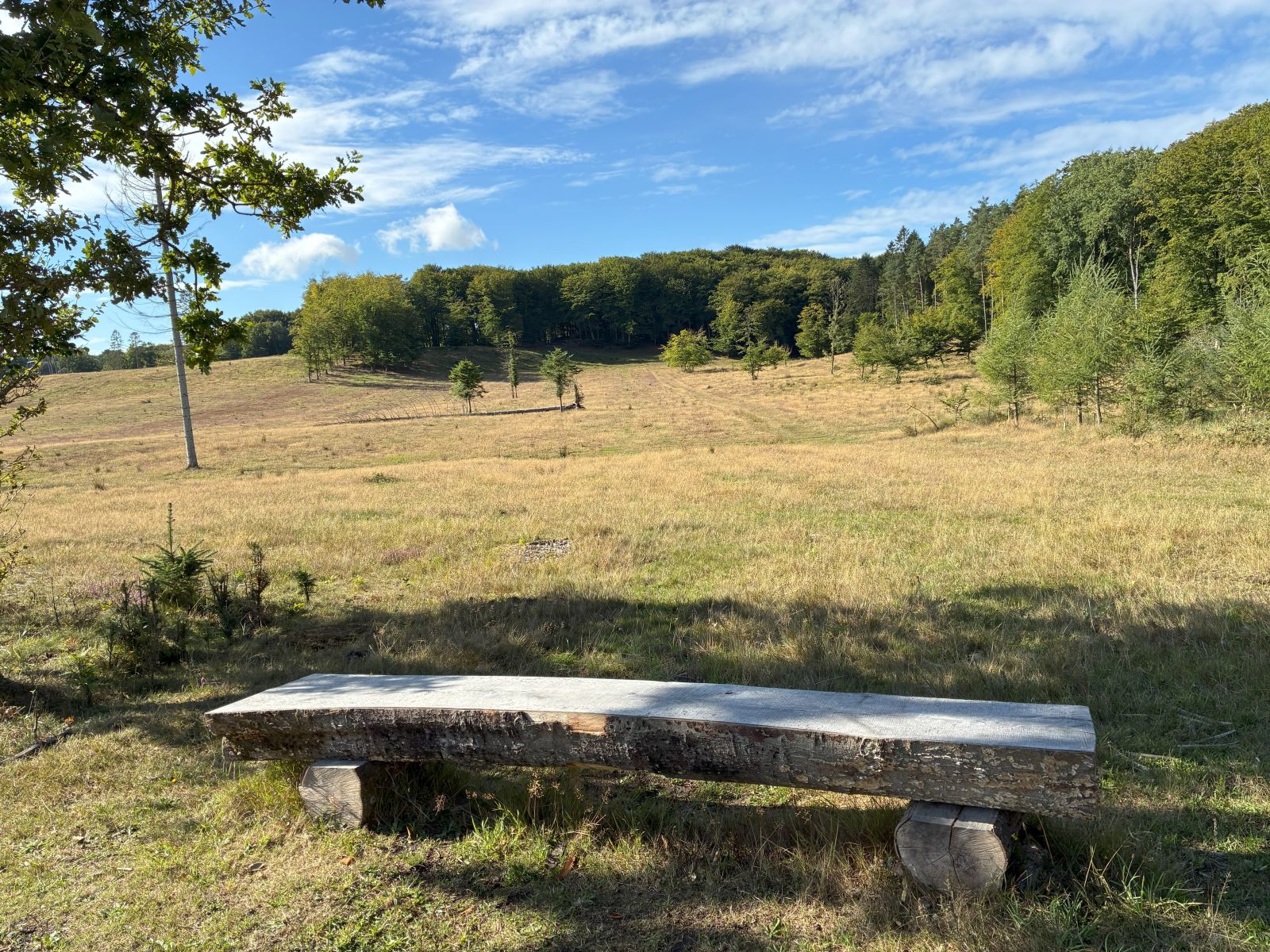 Naturgenoprettet hede/slette