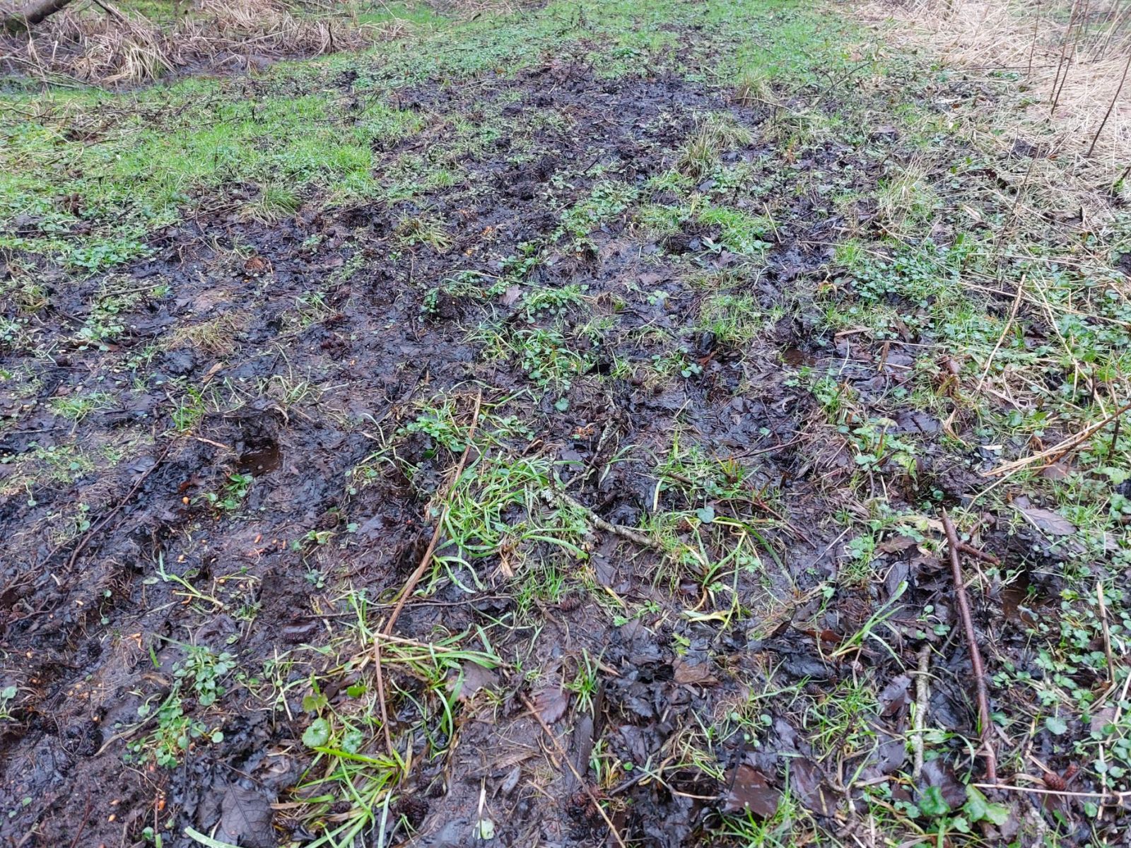 mudder efter fodspor fra kreaturer