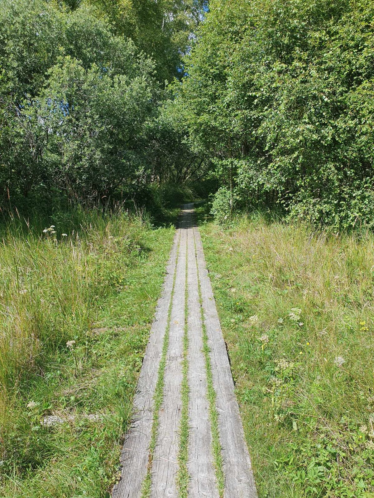 Store dele af ruten er på plankesti der består af planker der ligger på jorden 