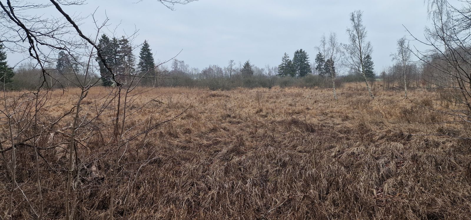 Billedet viser udsigten fra Majblomsten shelter. Her ses et stort, lysåbent naturområde med knæhøj vegetation, primært græs. I horisonten står en håndfuld høje grantræer og længere borte ses løvskoven.
