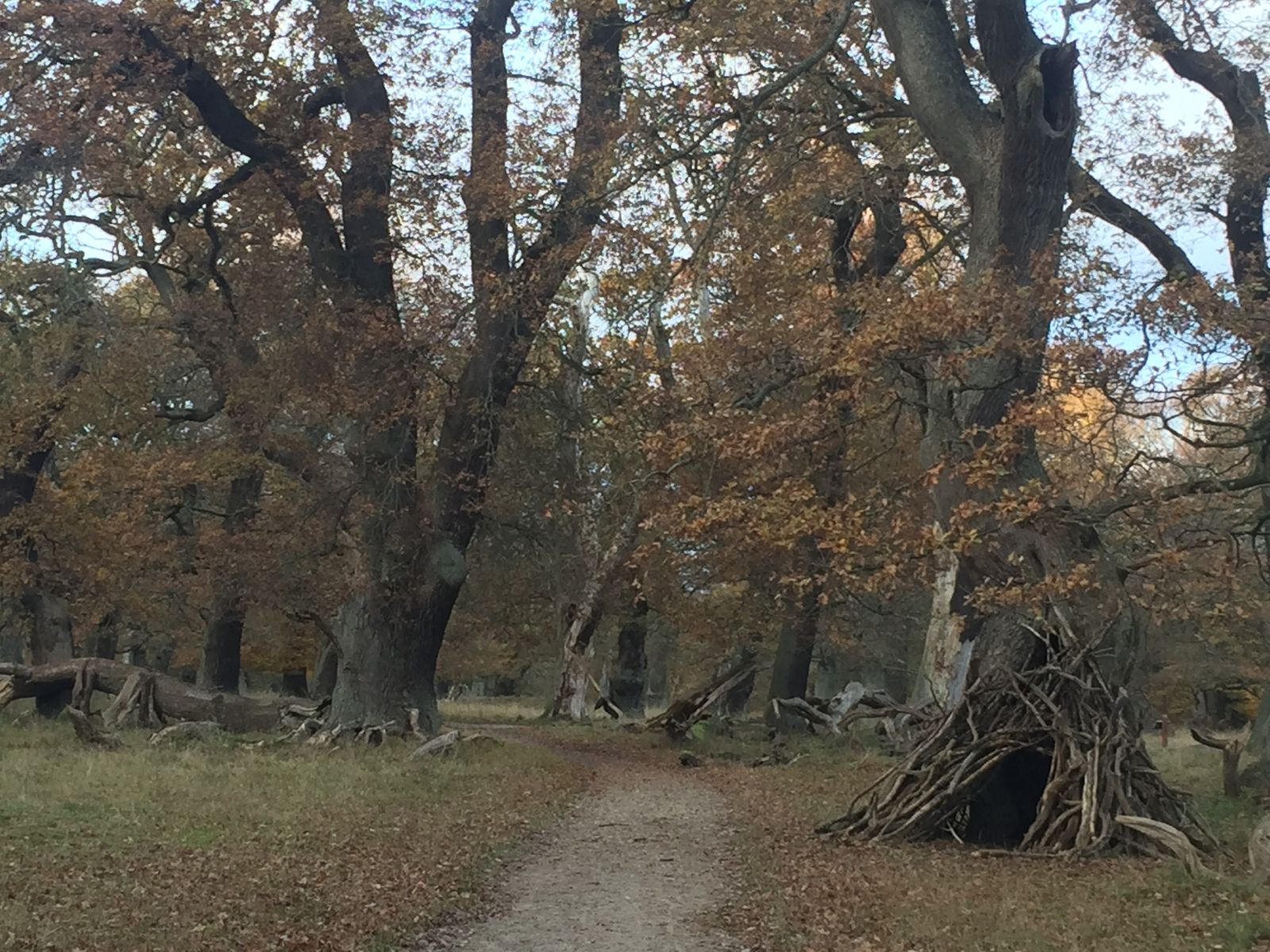 sti gennem dyrehaven