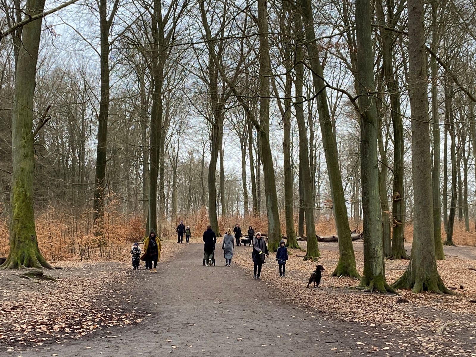 Hareskoven er flittigt besøgt hele året. Om efteråret kan man opleve løvfaldet fra skovens bøgetræer.