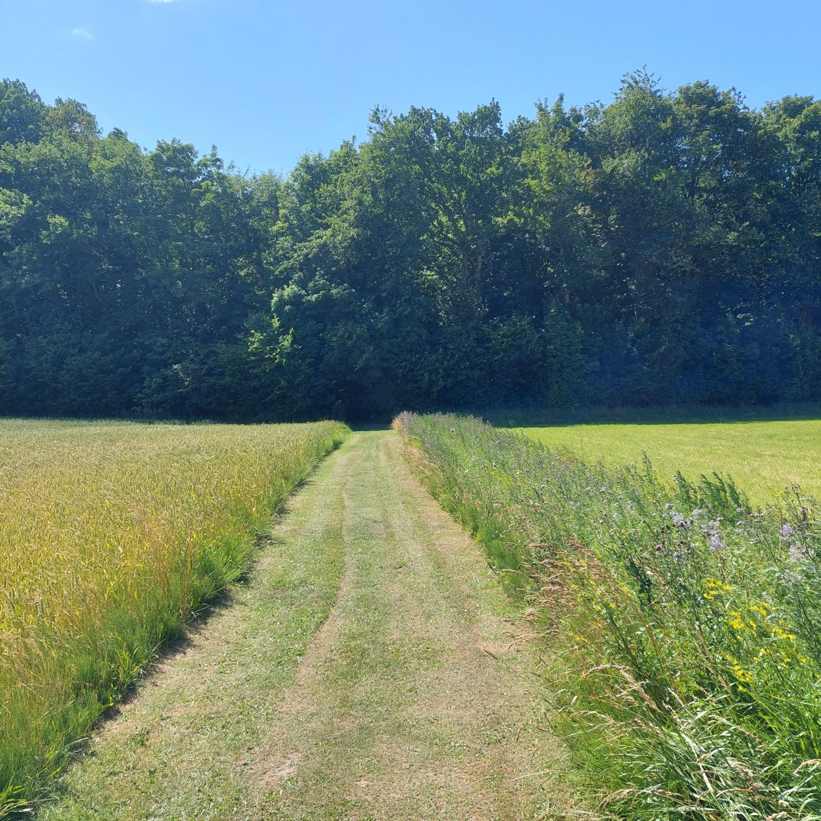 Sti på klippet græs