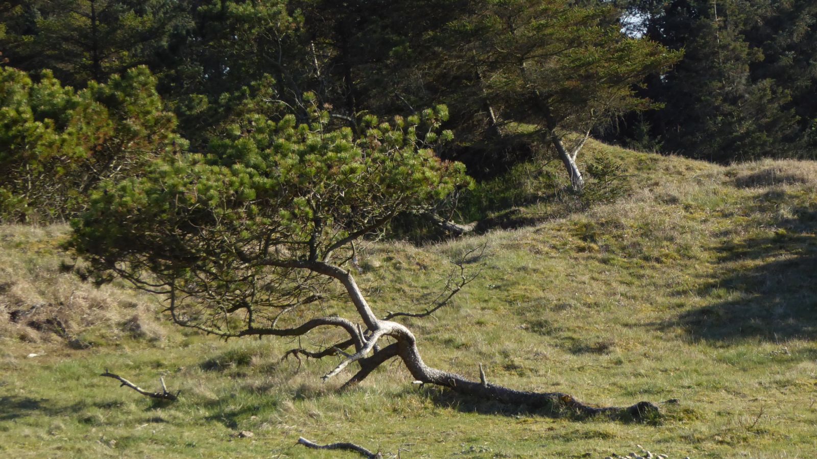 Landskabet ved Skallerup Indlandsklitter.